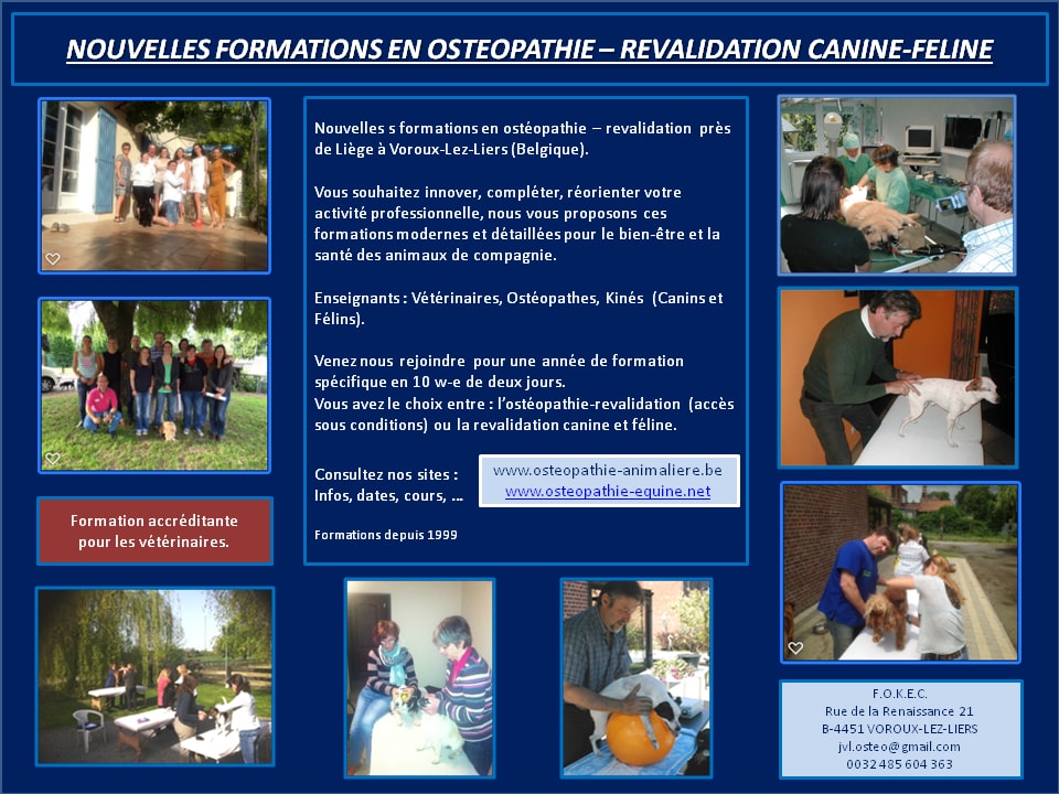 Formation ostéopathie Canine et féline
